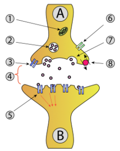 synaptic vesicle