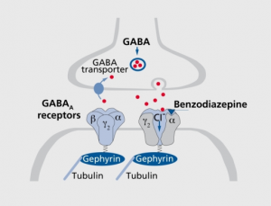 GABA receptor